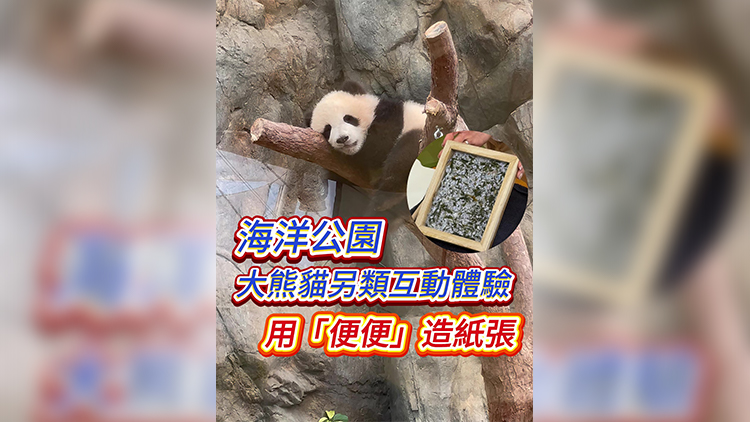 有片｜海洋公園大熊貓另類互動(dòng)體驗(yàn)：用便便造紙張