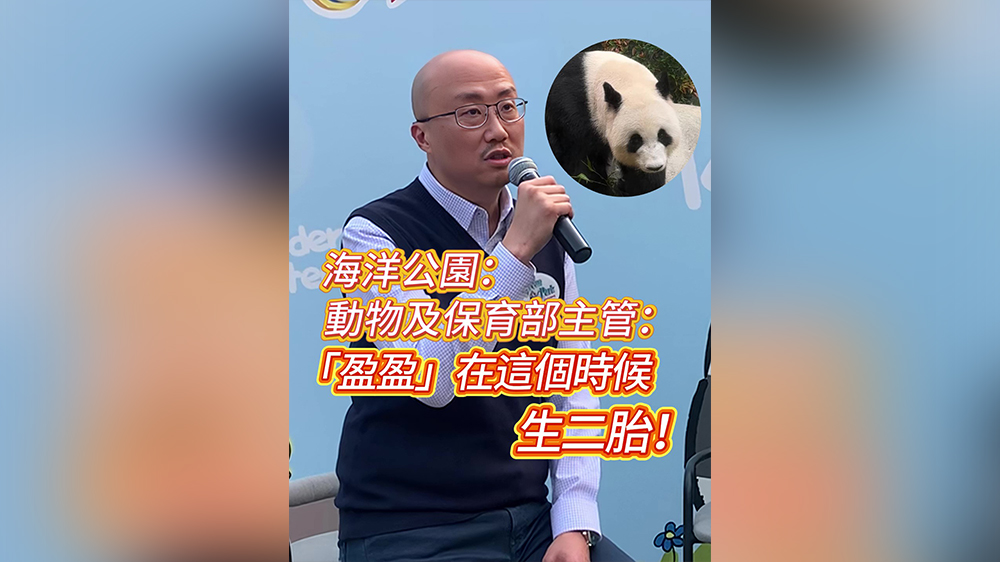 有片｜海洋公園：「盈盈」在這個(gè)時(shí)候生二胎！