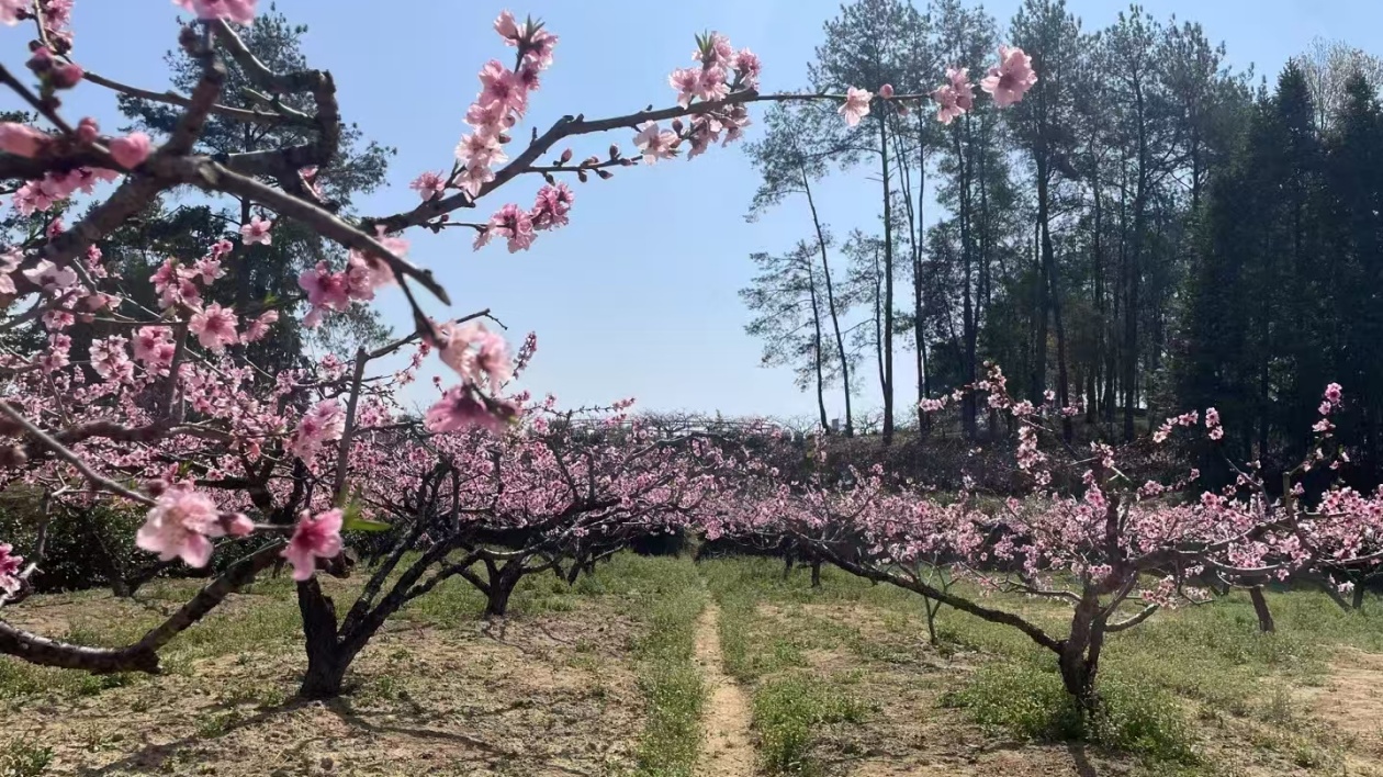 皖黟縣碧陽(yáng)鎮(zhèn)：五里桃花盛放  特色產(chǎn)業(yè)勃興