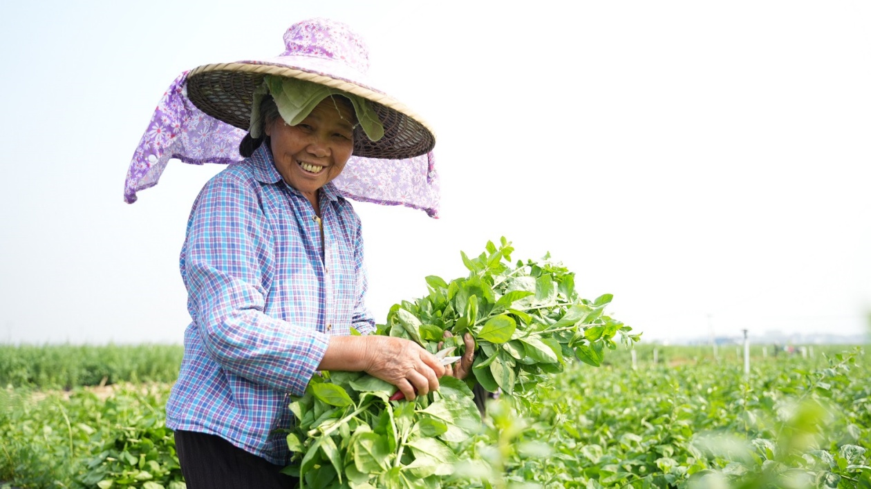 桂賀州市供港蔬菜品種添「養(yǎng)生新成員」