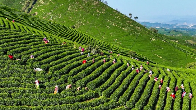 安吉白茶開採季 高鐵賦能春日茶文旅經(jīng)濟(jì)
