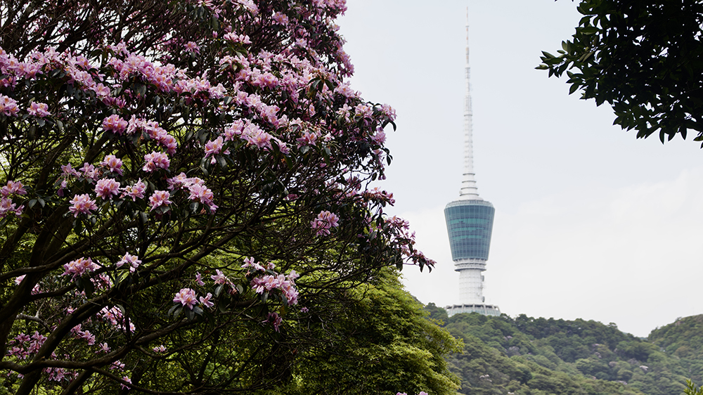 【春日限定】香港徒步愛好者必訪！深圳梧桐山毛棉杜鵑花海盛放，都市中的高山仙境！