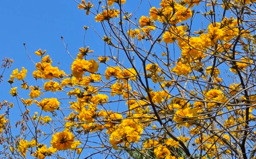 請到汕頭看風(fēng)鈴木 浪漫又治癒