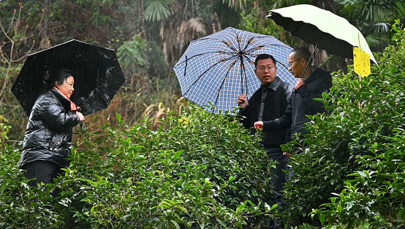 皖祁門縣：農(nóng)技服務(wù)隊冒風雪赴茶園「把脈支招」