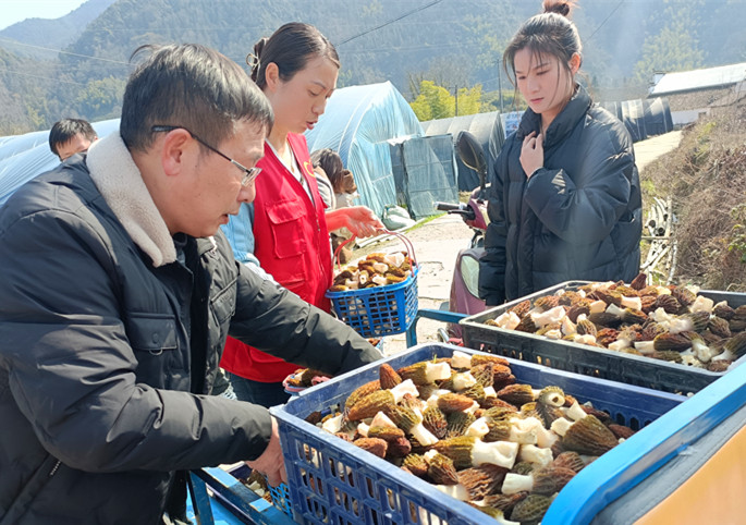 「產(chǎn)業(yè)園區(qū)化園區(qū)特色化」 皖黟縣美溪羊肚菌撐起「致富傘」