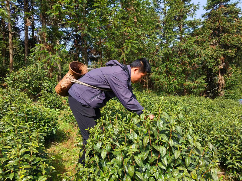 春茶搶鮮正當(dāng)時(shí) 皖黟縣柯村鎮(zhèn)駐村工作隊(duì)化身採(cǎi)茶工