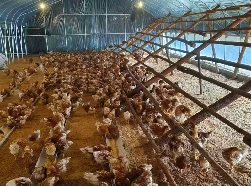 皖黟縣：宏潭「雞司令」的轉(zhuǎn)型故事