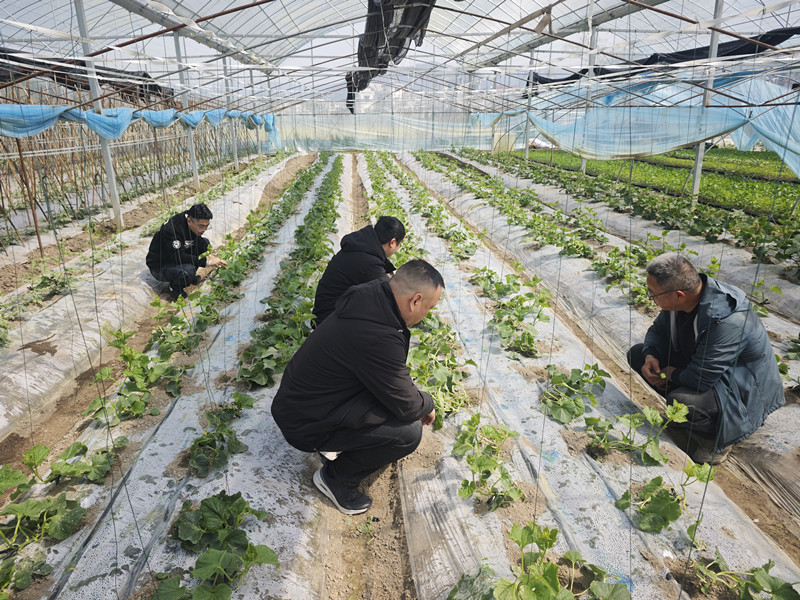 三管齊下減除「白色污染」 皖黟縣為農(nóng)田披上環(huán)保「新衣」