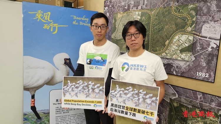 黑臉琵鷺全球超過7000隻 惟后海灣數(shù)量下跌逾一成