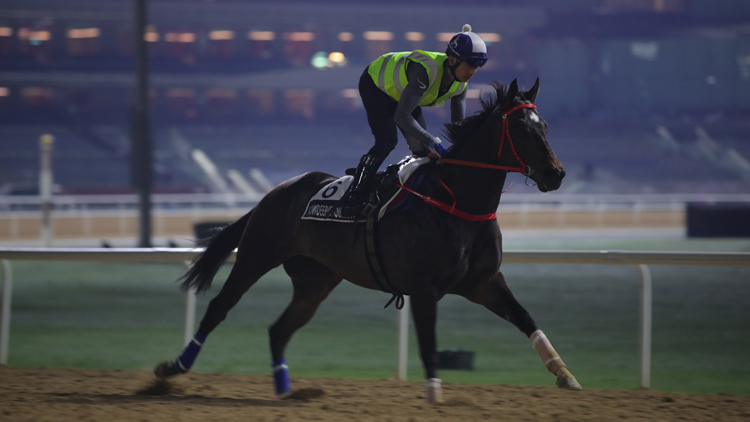 有片 |【迪拜世界盃賽馬日直擊】到場睇嫡愛心快試 蔡約翰：狀態(tài)很好