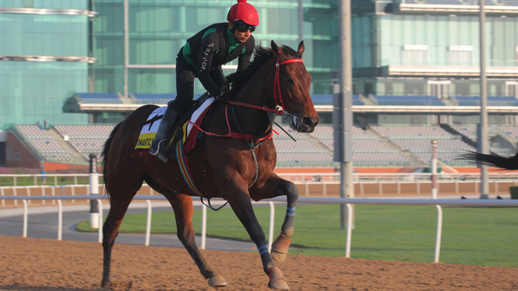 有片 | 【迪拜世界盃賽馬日直擊】馬王快踱出色 成哥緊張接馬