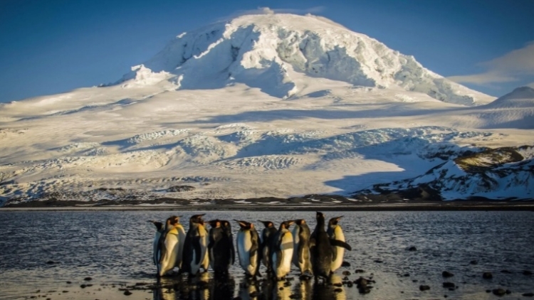 海豹和企鵝面臨加關(guān)稅！特朗普關(guān)稅加到無人島