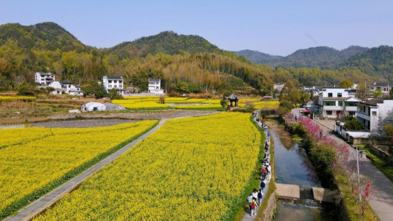 皖徽州潛口鎮(zhèn)：金色花?？楀\秀 和美鄉(xiāng)村入畫來