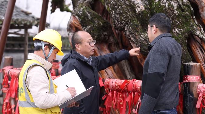 皖徽州區(qū)：千年古樹迎春檢 科技護綠在行動