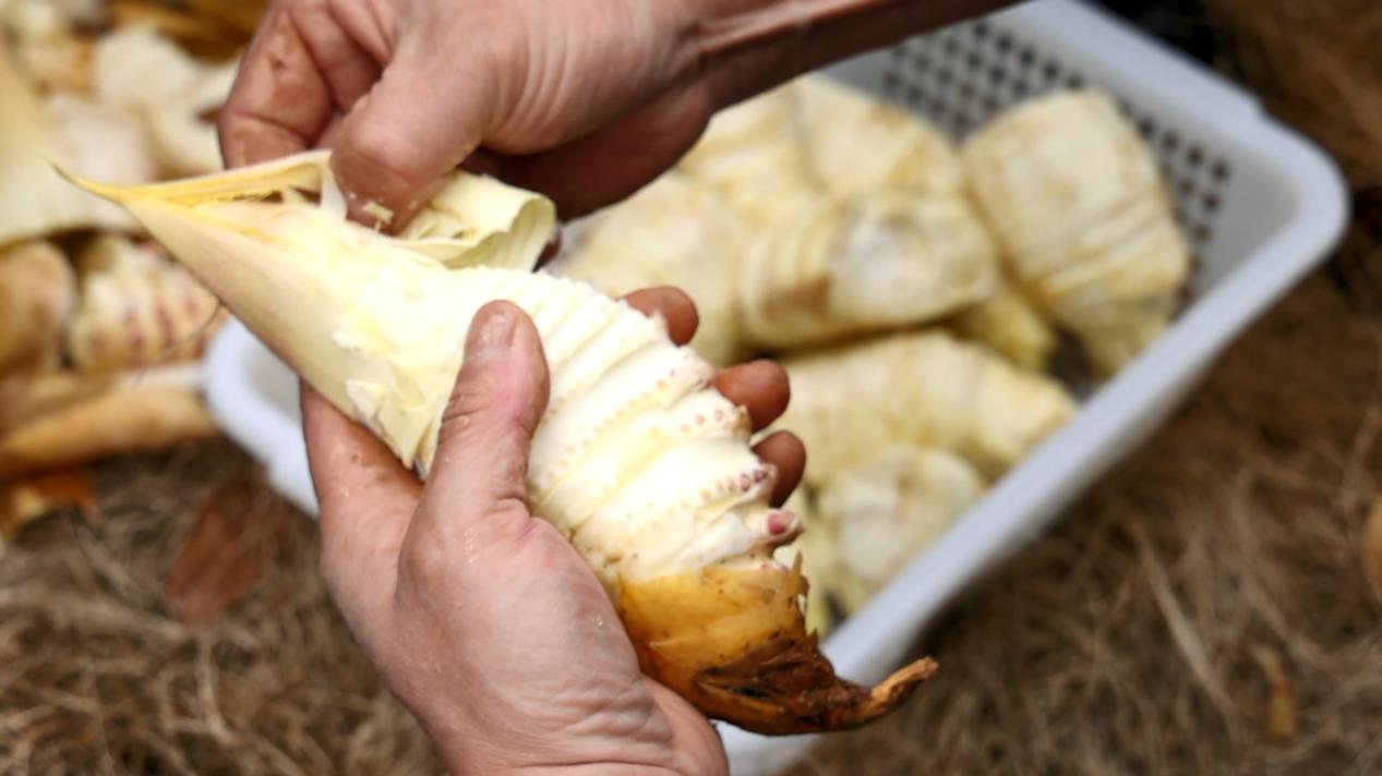 皖徽州區(qū)：一桌春筍宴  春天在舌尖