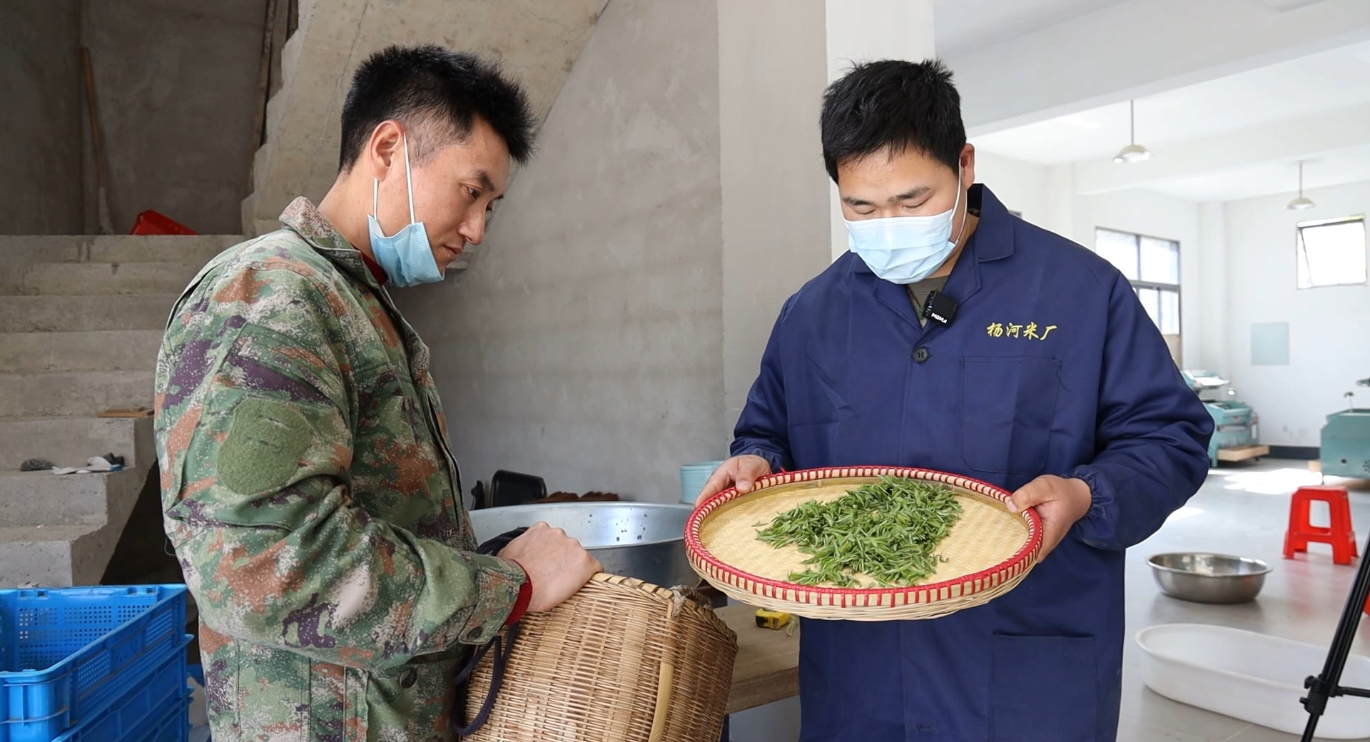 茶山套種促增收  皖歙縣高山茶質(zhì)優(yōu)價(jià)高