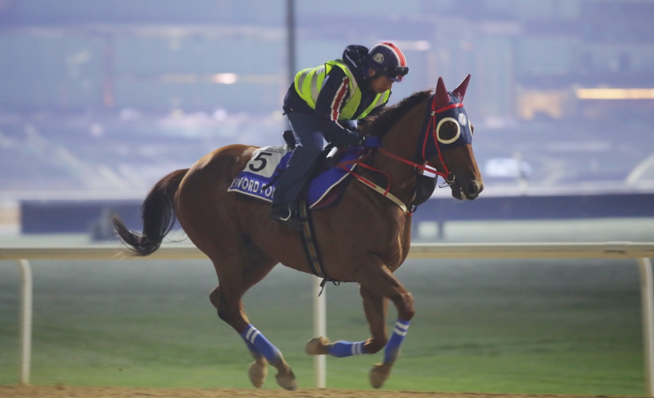 有片丨迪拜世界盃賽馬日直擊 「知足常樂(lè)」「嫡愛(ài)心」繼續(xù)備戰(zhàn)