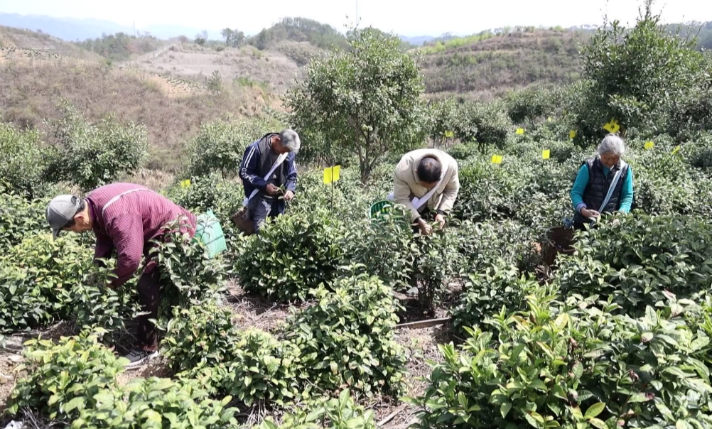 皖歙縣：高山茶園採摘忙 明前茶成搶手貨