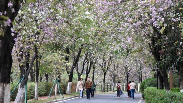 今年清明假期廣州文旅消費(fèi)總額同比增長(zhǎng)兩成多