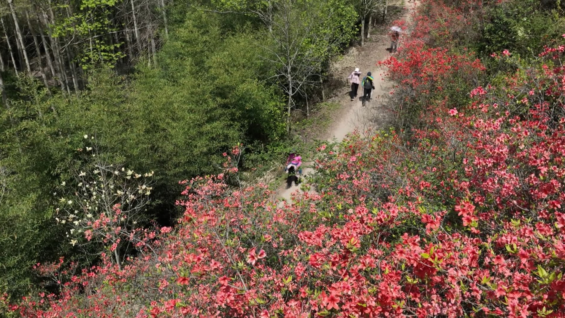 皖歙縣：野生杜鵑花漸次進(jìn)入盛花期
