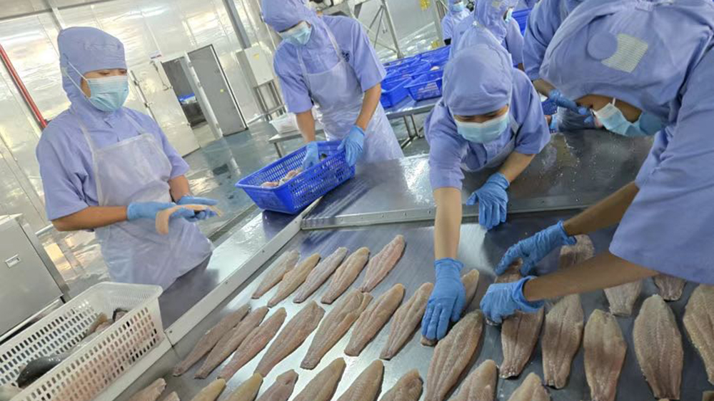 中老漁業(yè)合作結(jié)碩果 老撾巴沙魚「游」進深圳大鵬