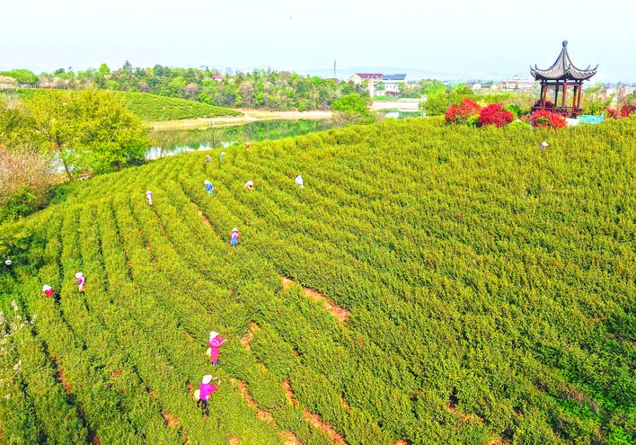 安徽巢湖：茶韻滿山間 茶農(nóng)笑開顏