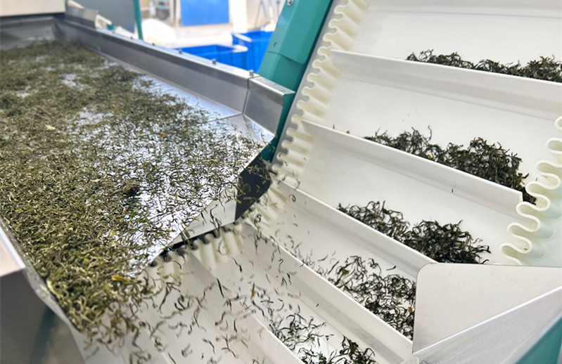 皖徽州區(qū)：春茶搶「鮮」  供銷兩旺