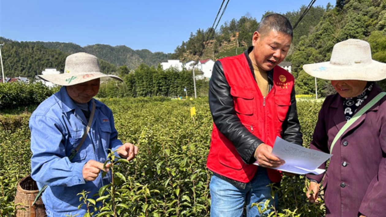 皖黟縣：開(kāi)啟「從茶園到車(chē)間」的鎖鮮接力