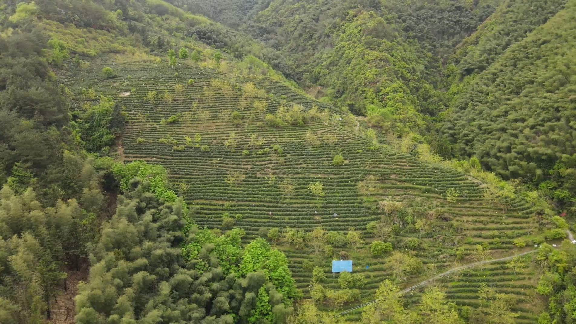皖歙縣：晝夜茶香里 一葉興鄉(xiāng)來