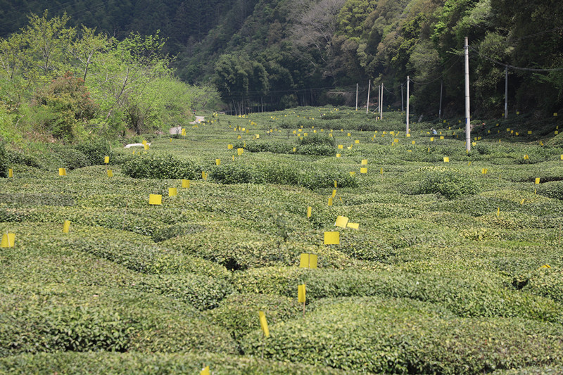 皖休寧縣：春來(lái)採(cǎi)茶忙 有機(jī)茶飄香