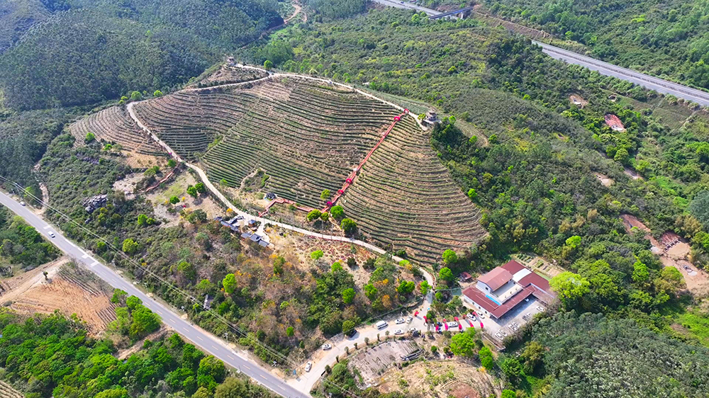 汕尾海豐：科技賦能茶產(chǎn)業(yè)提質(zhì)增效  助推鄉(xiāng)村振興發(fā)展