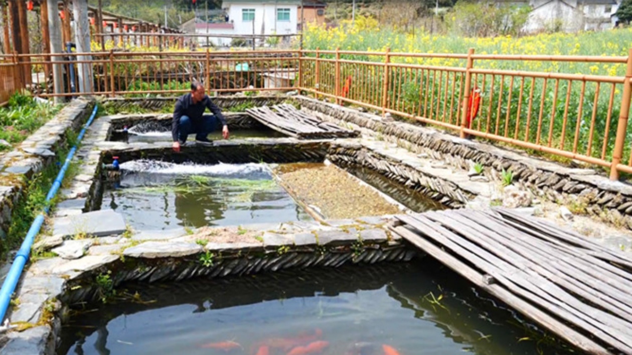 皖休寧縣：魚旅融合 激活鄉(xiāng)村振興「一池春水」