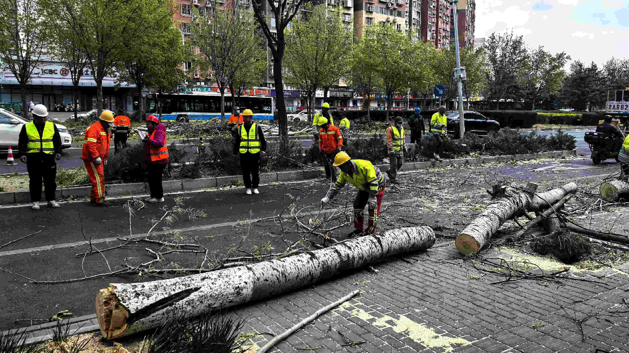 大風(fēng)之中見真情 北京朝陽提供3.3萬餘停車位、開展「防風(fēng)護(hù)家行動(dòng)」、應(yīng)急處置154株倒伏樹木、保障高教自考安全進(jìn)行