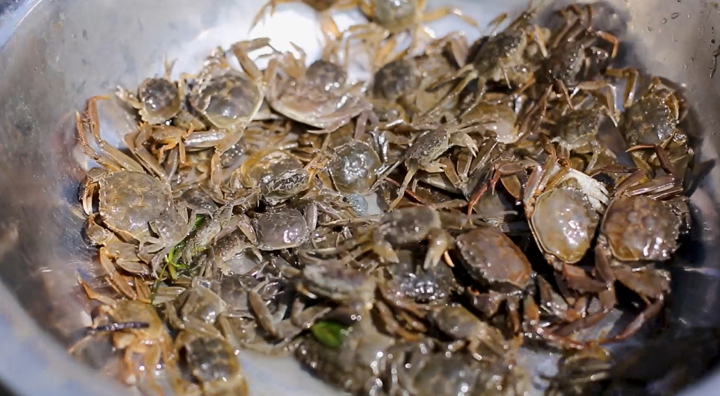 【視聽(tīng)山東】百萬(wàn)蟹苗靜待金秋「蟹」逅