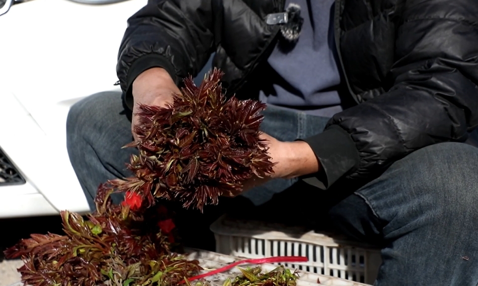 【視聽(tīng)山東】萬(wàn)畝香椿迎豐收