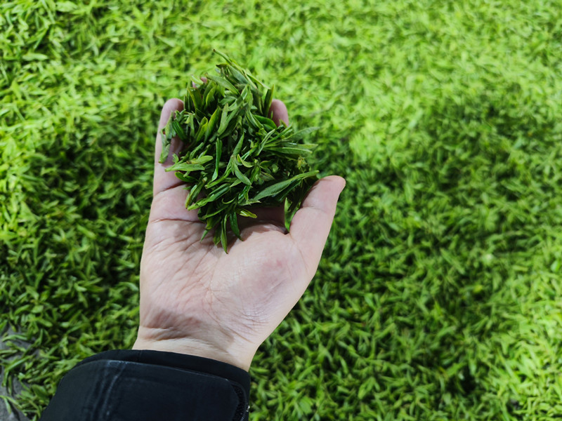 皖休寧璜尖鄉(xiāng)：茶園吐新綠 滿山飄茶香