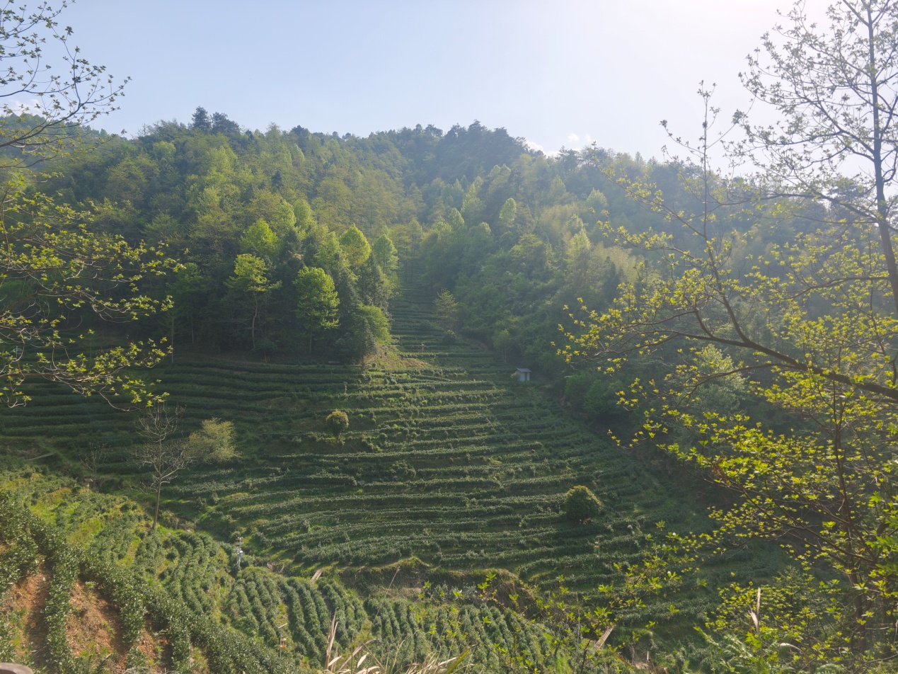 皖黃山區(qū)：生態(tài)茶園裡的那抹新綠