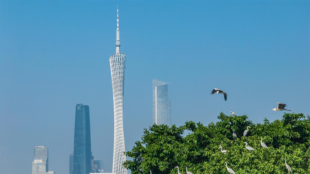 無(wú)懼風(fēng)雨「候鳥(niǎo)」翩翩而至，廣交會(huì)有何魅力？