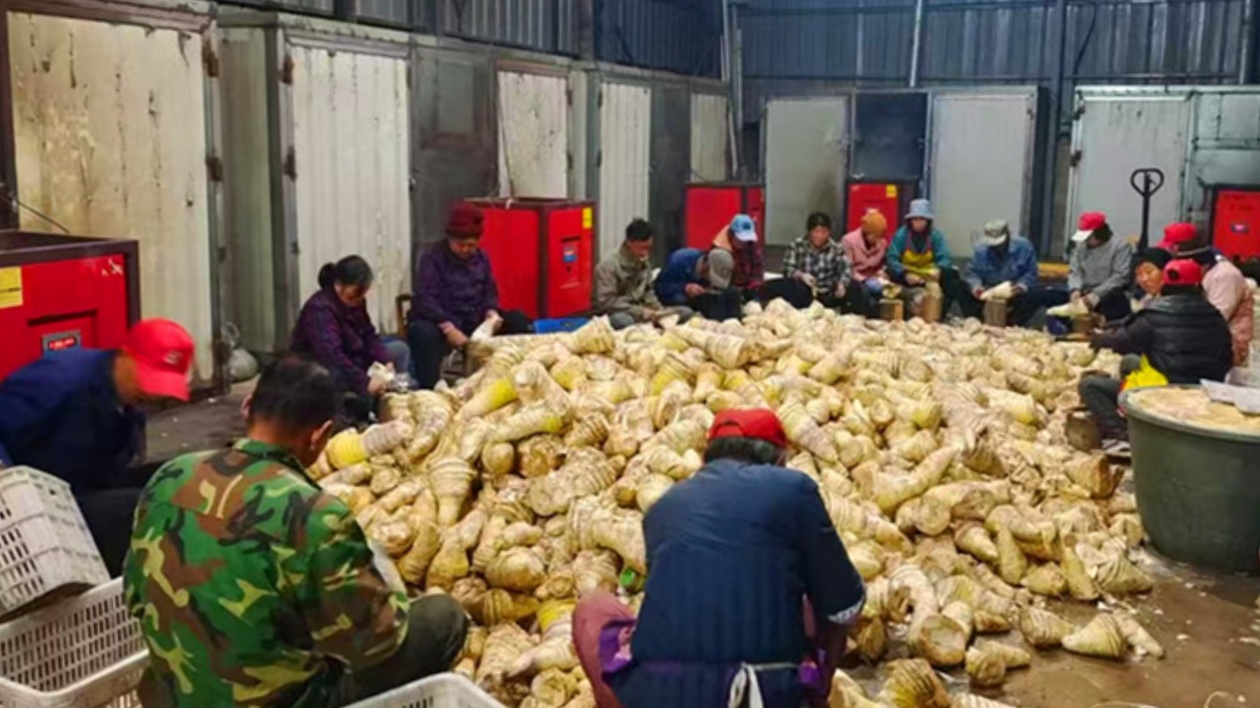 打造特色文旅品牌  皖黟縣洪星「春筍季」精彩紛呈