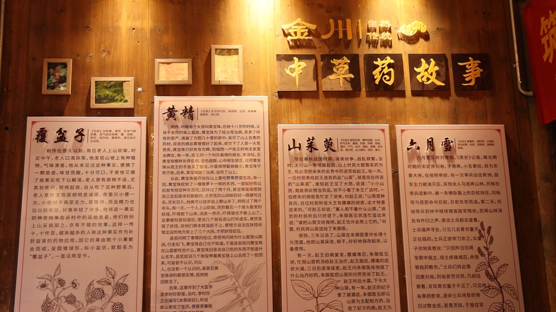 識百草賞標本 皖歙縣打造中醫(yī)藥文化研學課程