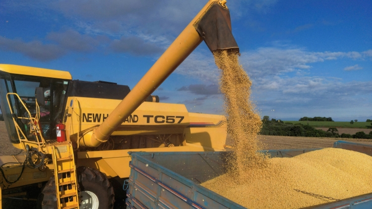 巴西取代美國(guó)成中國(guó)最大大豆供應(yīng)國(guó)