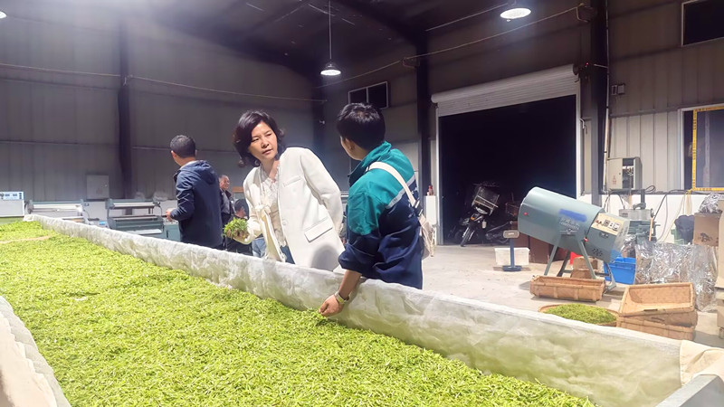 從「零散管」到「全域控」 皖祁門安凌鎮(zhèn)織密茶園綠防「立體安全網(wǎng)」