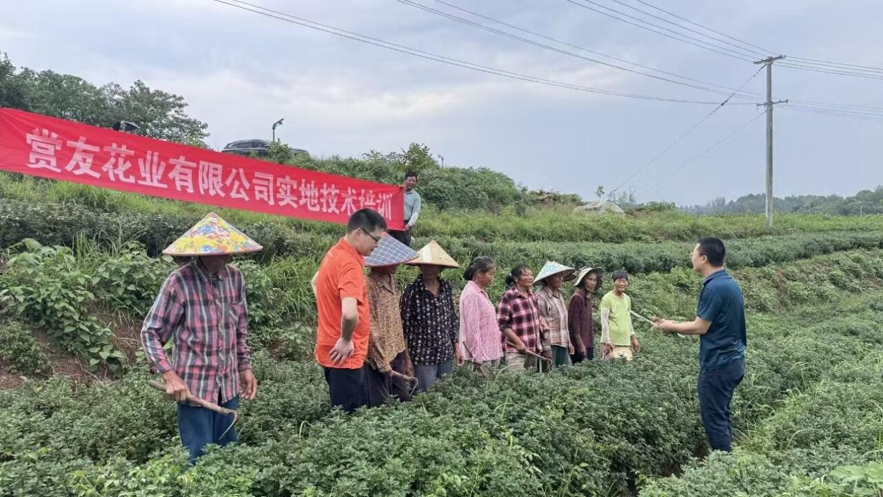 皖徽州區(qū)：趁鮮切制技術(shù)為康養(yǎng)產(chǎn)業(yè)注入新動能