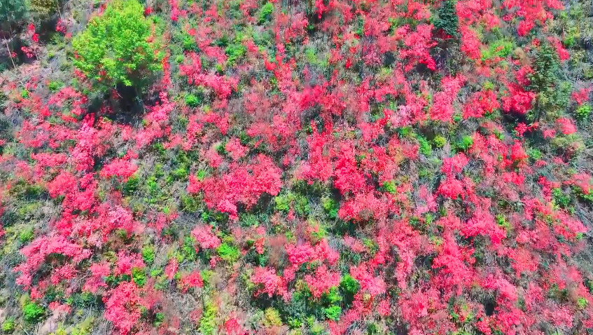 皖休寧五城鎮(zhèn)：百畝山花怒放 「陽臺」觀景愜意