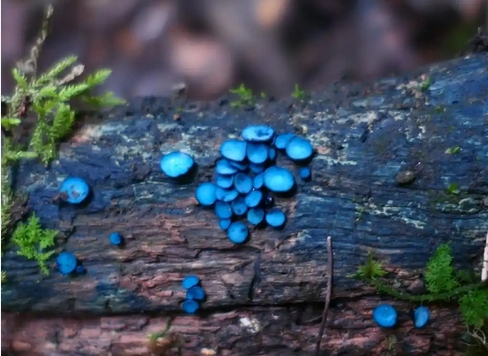  雲(yún)南發(fā)現(xiàn)四個(gè)真菌新種 