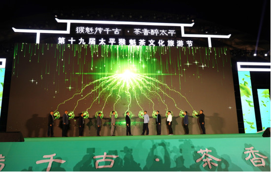 「綠茶魁首」太平猴魁開採 皖黃山區(qū)「一片葉子」鋪就生態(tài)共富路