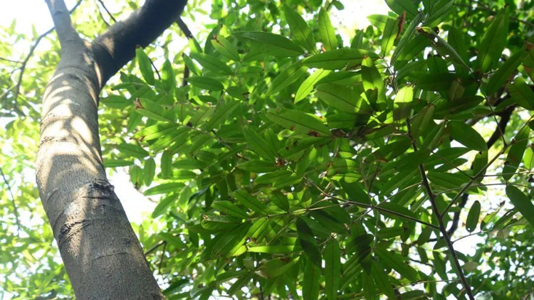 深圳大鵬發(fā)現(xiàn)國家二級保護野生植物新種群