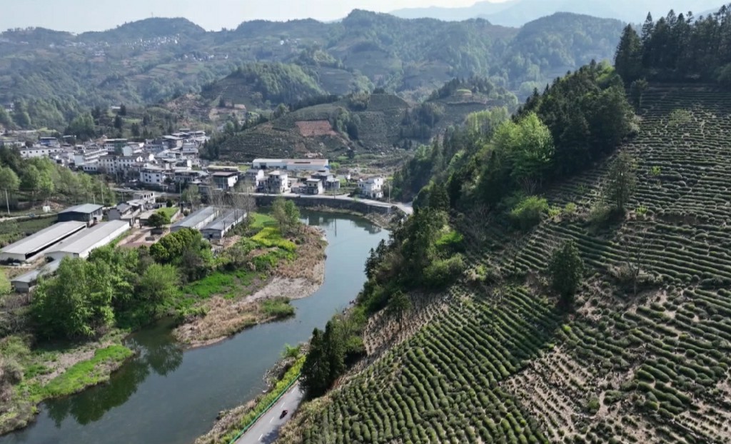 入局新茶飲搶占新賽道  年產(chǎn)200噸新茶飲原料生產(chǎn)線在歙縣建成