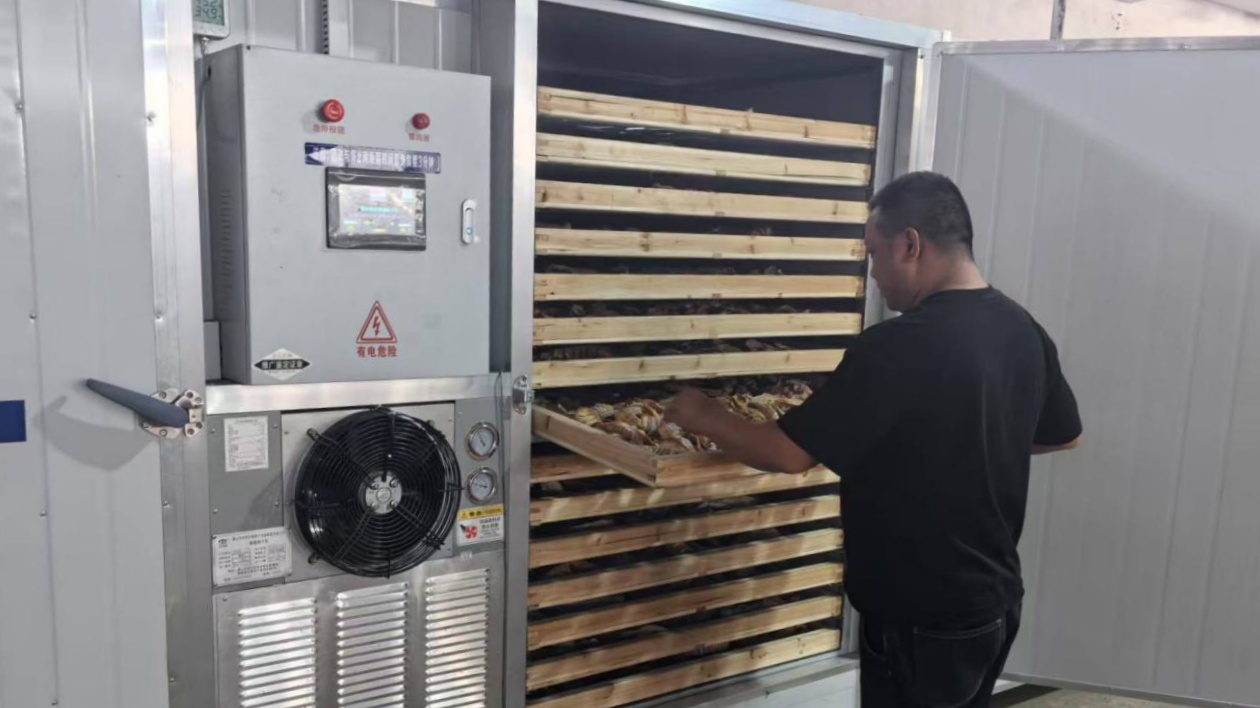 皖祁門縣：返鄉(xiāng)支書「帶活」竹經濟