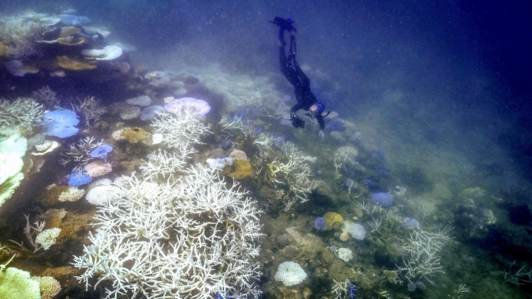 澳大利亞大堡礁2016年以來第六次出現(xiàn)大規(guī)模珊瑚白化